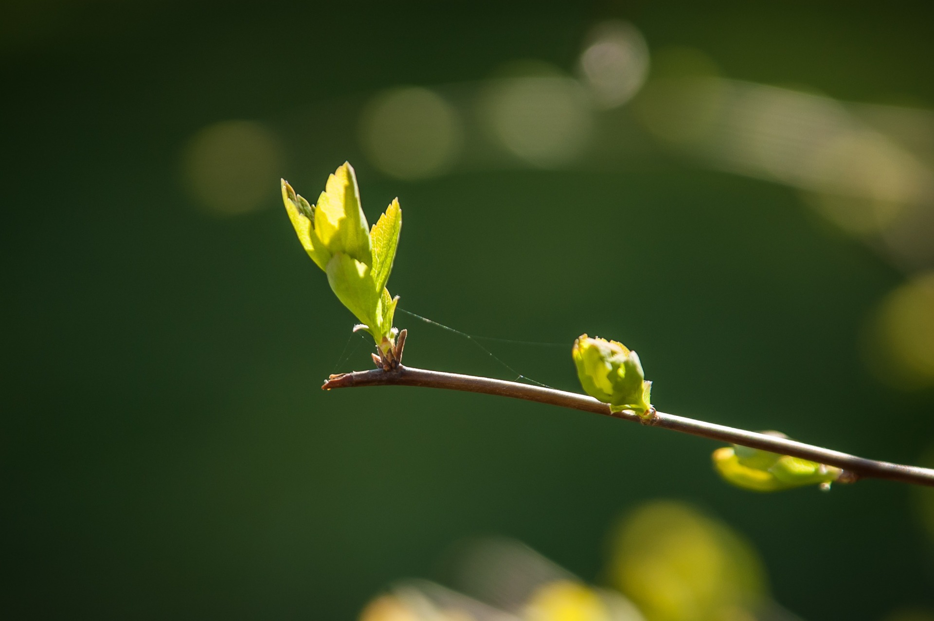 春 / SPRING