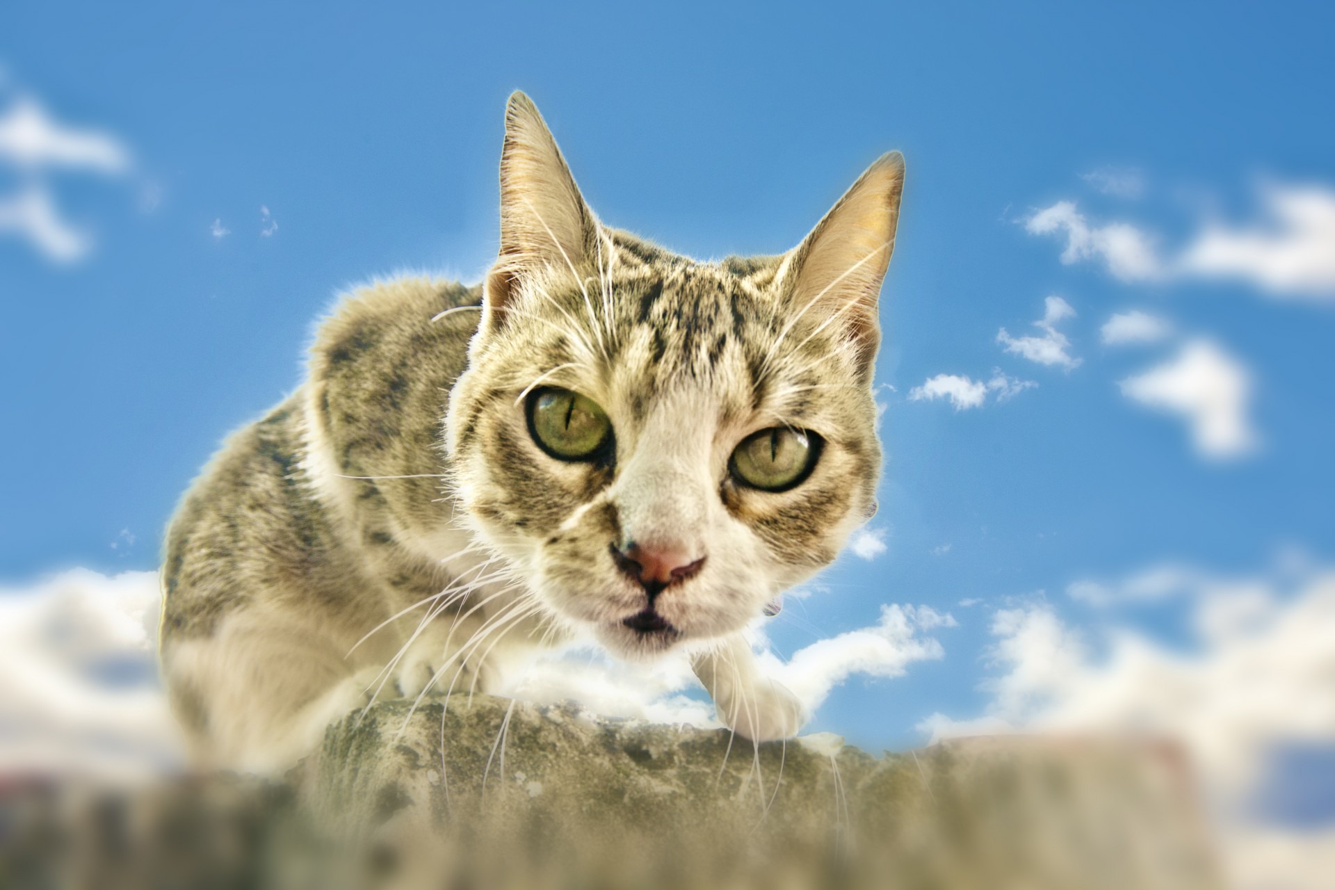 喵星人 / CATS
